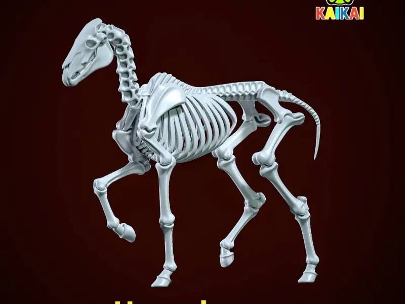Horse Bones - Animal Bone Model - 3D print