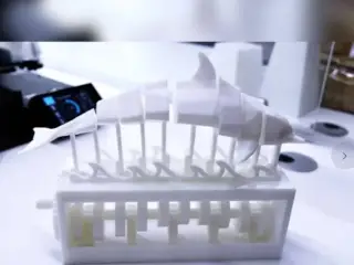 Mechanical Dolphin