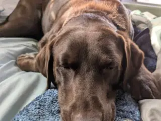 My Cute loveable Dog. (Chocolate Labrador)