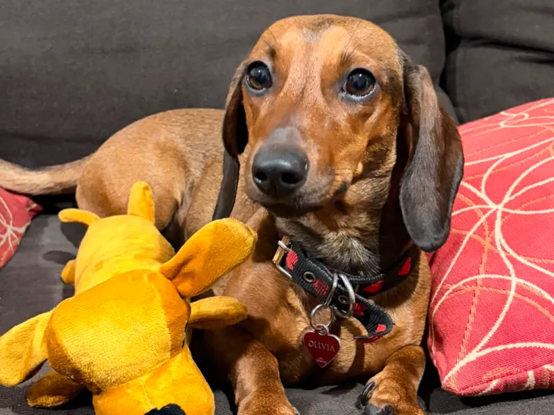 Dachshund