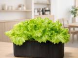 Hydroponic Planter (Dual Size), F&F Grid-Style Hydroponic Planter (Dual Size)-0