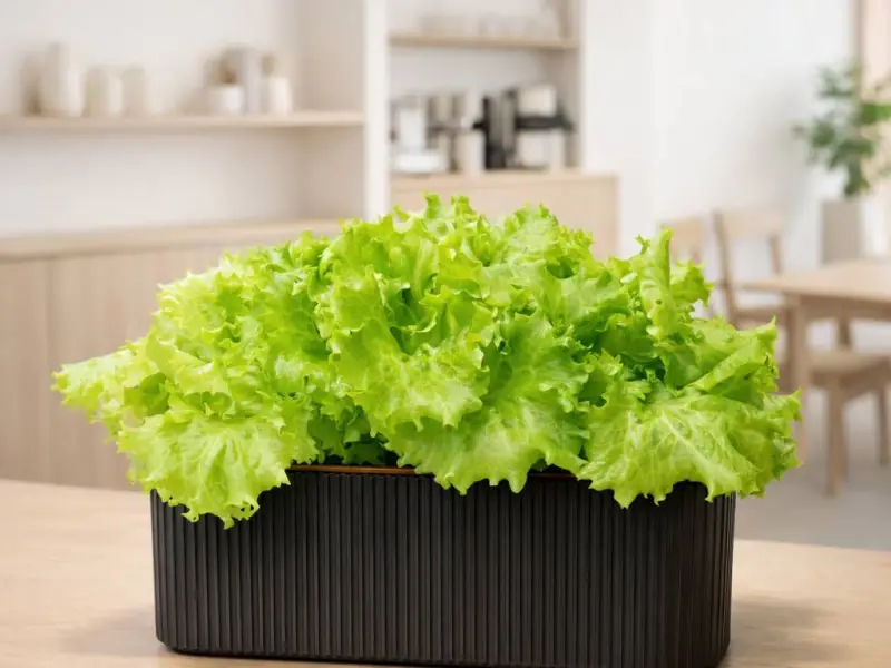 Hydroponic Planter (Dual Size)  , F&F格柵造型水耕盆（雙尺寸）