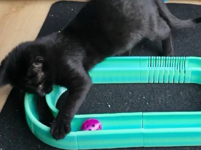 Игрушка для котят toy for kittens