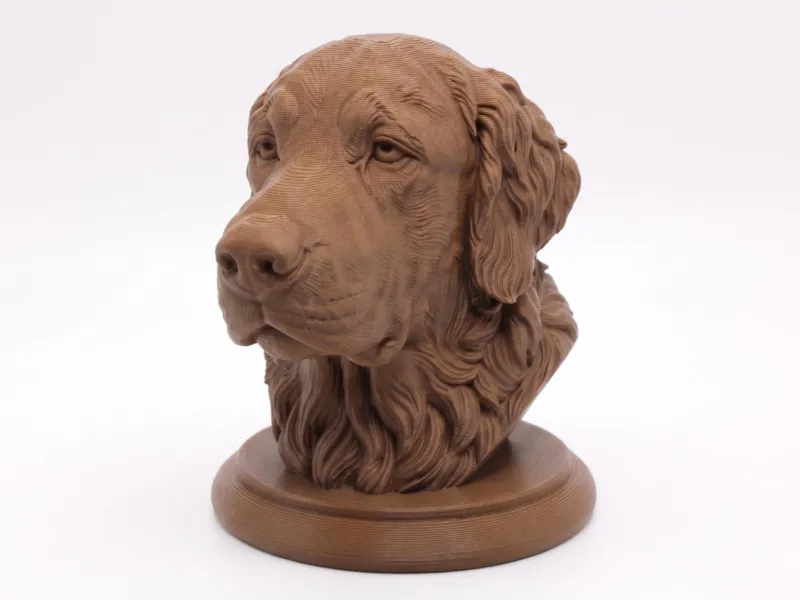 Golden Retriever kafası