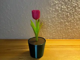 Tulpe