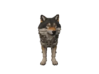 Grey Wolf