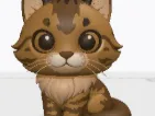 cubeme pet maincoon sitting