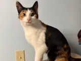 KITTEN-0