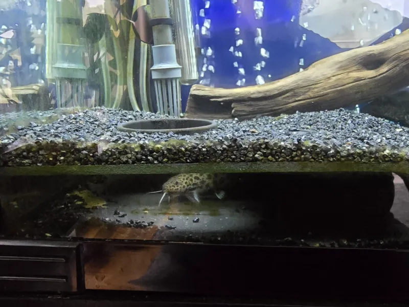 Fish Cave