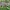 Forest Roe Deer