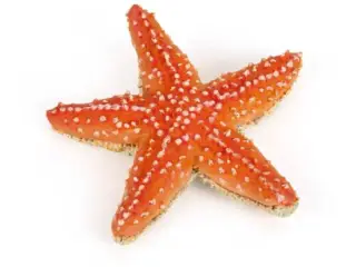 Articulated starfish 200x scale
