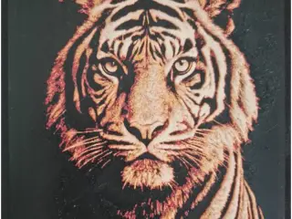Tigre doré