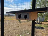 Corner Budgie Box-0