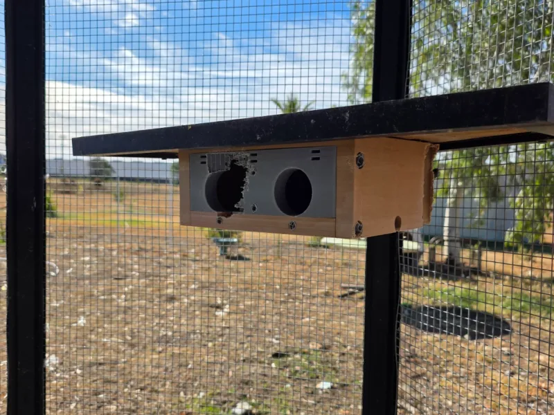Corner Budgie Box
