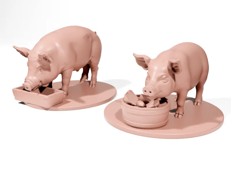 Pigs eating