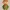 Low Poly Elf 3D Model