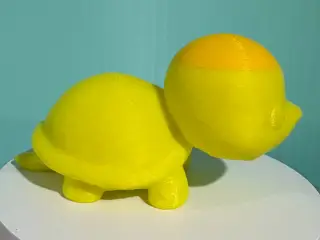 Cute Baby Turtle