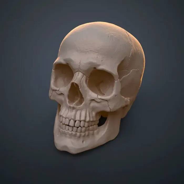 Skull Educational Model - Education - PLA - 3D printed product
