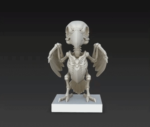Bird skeleton