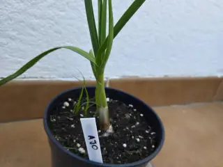 Marcador Plantas