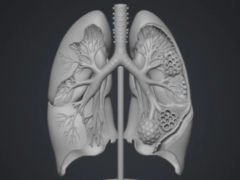 Lungs Human