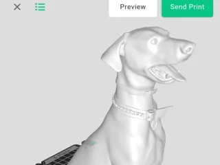 Friendly dog
