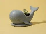 Whale Succulent Pot-0