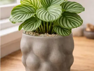 Maceta cactus