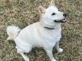 American Eskimo/Shiba Inu or "Imo-Inu" CubeMe-0