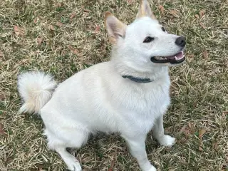 American Eskimo/Shiba Inu or "Imo-Inu" CubeMe