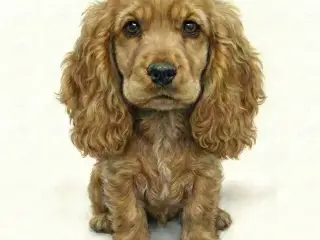 Cartoonished Cocker Spaniel Dog