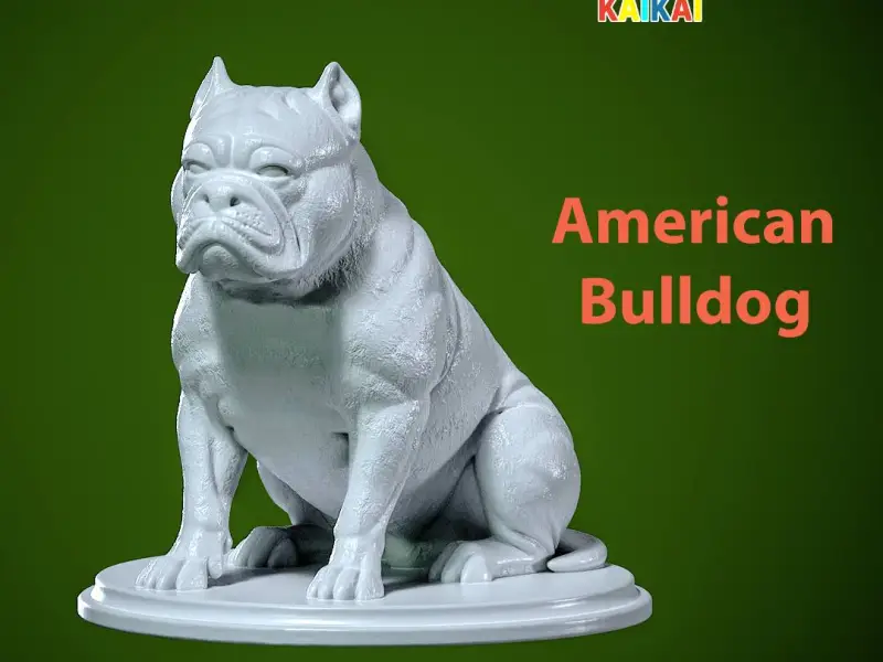 American Bulldog Urban vibes decor
