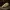 Cape Golden Mole Skull