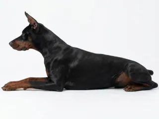 Doberman
