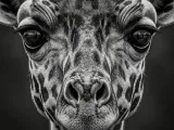 HueForge - Giraffe-0