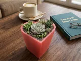 Heart Container Duo with Drainage and Storage Versions-0