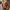 Sunny Shiba Pup – Noah0x03