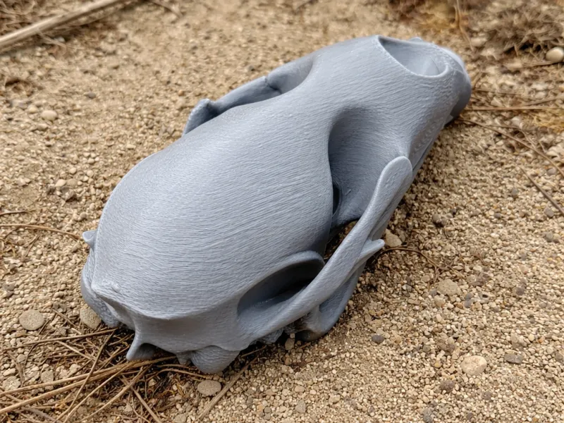 Bearded Seal Skull