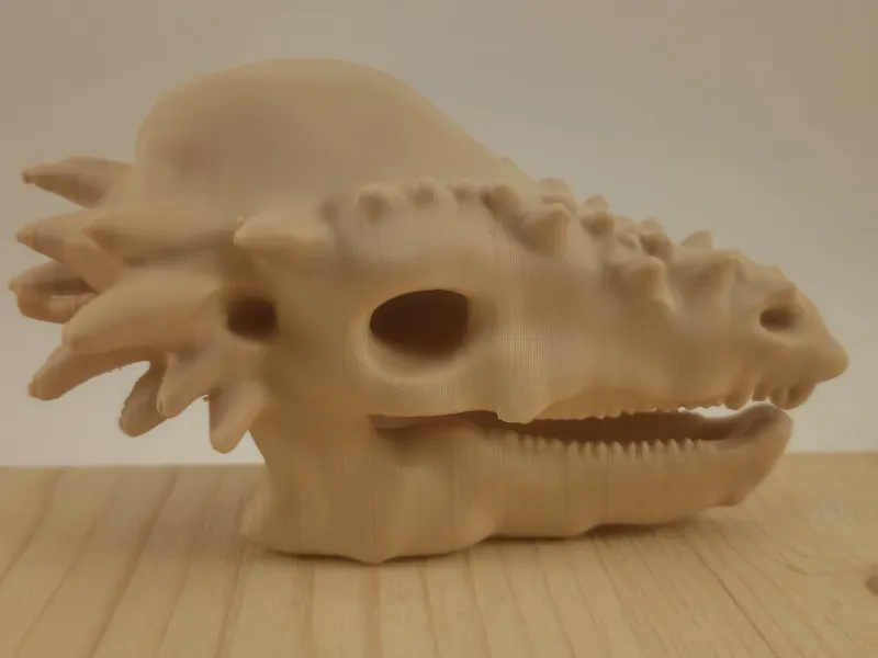 Pachycephalosaurus Skull