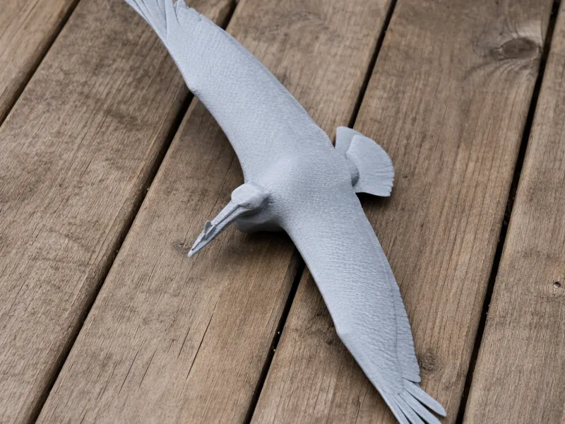 American White Pelican