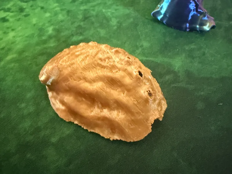 drilled seashell