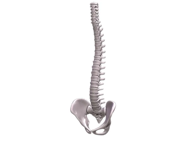 Human Spine Realistic Articulated Beshmesh 3D Print Model