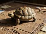 Miniatura Tortuguita-0