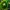 Moss Lion – Voronoi Aquascaping Decor & Moss Holder