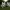 MINI FLEXI ARTICULATING WESTHIGHLAND TERRIER