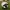 Toilet_Paper_Sheep