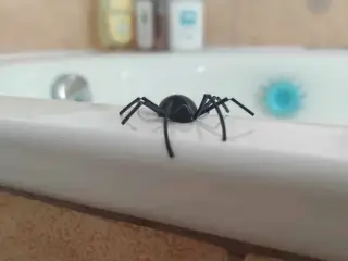 Prank Spider