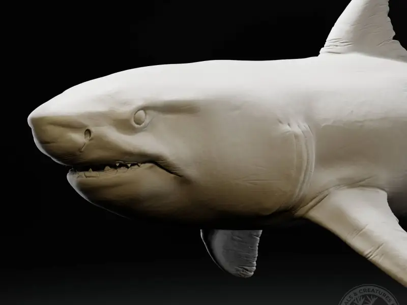Great white shark