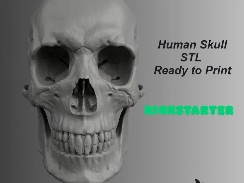 HUMAN SKULL ANATOMY