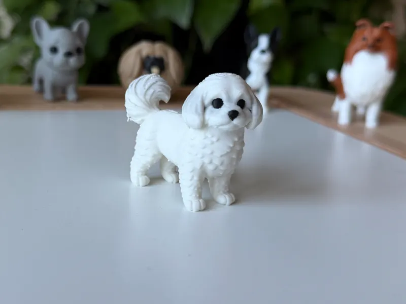 Coton de Tulear
